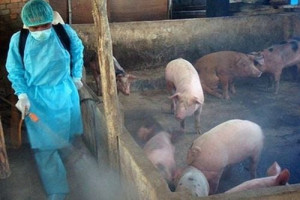 Xã Xuân Đông tập trung tuyên truyền Dại, Dịch tả heo Châu Phi
