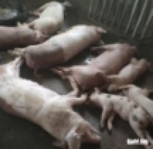 UBND xã Xuân Đông tăng cường tuyên truyền phòng chống bệnh tả lợn