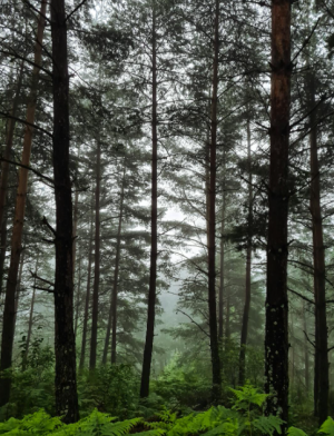 Xã Xuân Đông triển khai tổ chức “Tết trồng cây đời đời nhớ ơn Bác Hồ” nhân dịp Xuân Bính Ngọ và tăng cường công tác quản lý, bảo vệ, phát triển rừng năm 2026