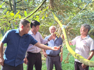 LÃNH ĐẠO ĐẢNG ỦY XÃ ĐI THĂM VƯỜN SẦU RIÊNG VÀ CHÔM CHÔM TRÊN ĐỊA BÀN XÃ XUÂN HÒA