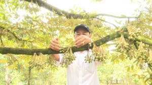 NÔNG DÂN PHƯỜNG XUÂN LẬP KỲ VỌNG MÙA SẦU RIÊNG NĂNG SUẤT CAO