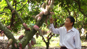 Nông dân phấn khởi vì giá cacao tươi tăng đột biến