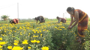 Giải ngân vốn cho bà con vùng đồng bào dân tộc Chơ ro ấp Trung Sơn đầu tư trồng hoa tết