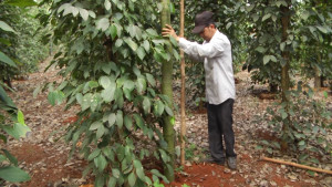 Xuân Lộc nông dân trồng tiêu phấn khởi vì tỷ lệ đậu trái cao