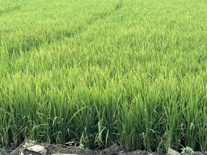 Chủ động phòng chống dịch bệnh trên cây lúa