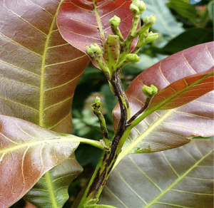 Cần chủ động phòng chống nấm bệnh cho cây điều