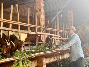 “Mô hình kép” trồng tiêu kết hợp nuôi dê: Hướng đi bền vững cho nông dân
