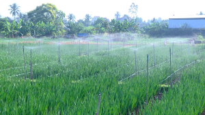 Mô hình trồng hoa lay ơn của phụ nữ ấp Trung Sơn, xã Xuân Lộc:  Hướng đi hiệu quả, góp phần đón Tết đủ đầy