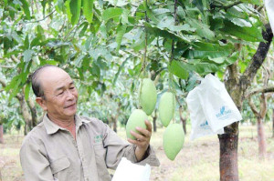 Xuân Lộc xây dựng kế hoạch phát triển cây ăn quả và cây công...