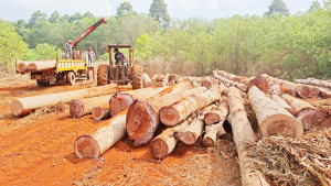 Nhiều giải pháp trong quản lý, bảo vệ rừng