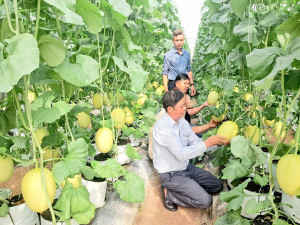 Xuân Lộc hiệu quả mô hình trồng dưa lưới ứng dụng công nghệ...