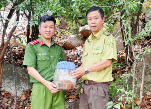 Thả cá thể động vật Cu li nhỏ về môi trường sống tự nhiên