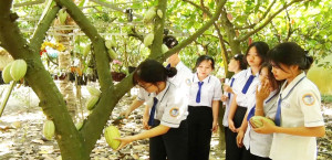 Khu phố Bình Minh 2 phát triển 10,5 ha cây ca cao