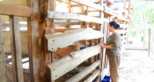 Nuôi hươu sao lấy nhung - hướng phát triển kinh tế mới ở phường Xuân Lộc