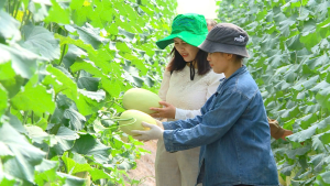 Hiệu quả từ mô hình chuyển đổi vườn điều sang trồng dưa lưới công nghệ cao của hội viên phụ nữ phường Xuân Lộc