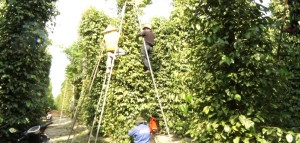 Phường Xuân Lộc thu ngân sách nhà nước đạt 121% dự toán thành phố giao