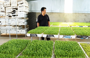 Nông dân Xuân Lộc đa dạng mô hình sản xuất, nâng cao giá trị kinh tế