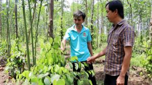 Thủ phủ "vàng đen" Xuân Lộc hồi sinh nhờ tư duy nông nghiệp bền vững