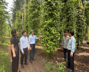 Thẩm định phương án trồng, chăm sóc cây hồ tiêu tại phường Xuân Lộc