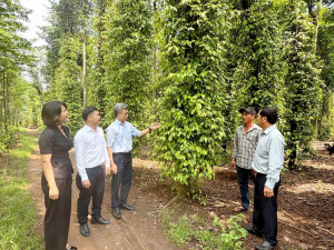 Hội Nông dân thành phố Đồng Nai thẩm định phương án trồng, chăm sóc cây hồ tiêu tại phường Xuân Lộc