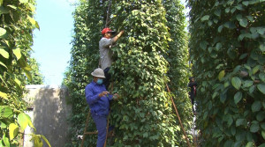Quỹ Hỗ trợ nông dân phường Xuân Lộc phát huy hiệu quả nguồn vốn vay.