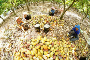 Phường Xuân Lộc thúc đẩy phát triển hợp tác xã