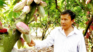 Nâng giá trị ca cao bằng sản xuất hữu cơ kết hợp du lịch trải nghiệm