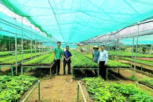Cây sâm lông mở hướng phát triển kinh tế mới cho nông dân