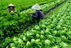 Xuân Lộc chủ động chuẩn bị cho vụ Mùa