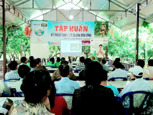 Tập huấn kỹ thuật canh tác ca cao bền vững