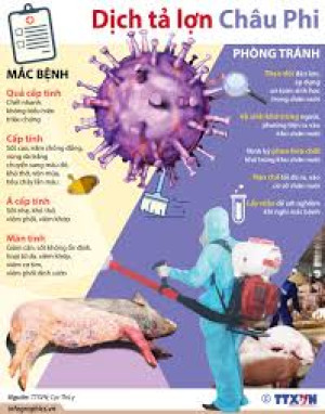 PHÒNG CHỐNG BỆNH DỊCH TẢ LỢN CHÂU PHI: TRIỆU CHỨNG VÀ CÁC...