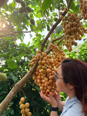 Vườn dâu xiêm Xuân Phú – Điểm đến sinh thái hấp dẫn giữa miền quê thanh bình
