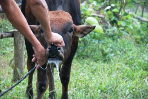 MỨC ĐỘ NGUY HIỂM CỦA BỆNH LMLM SEROTYPE A ĐỐI VỚI ĐÀN GIA SÚC VÀ CÁC BIỆN PHÁP PHÒNG, CHỐNG