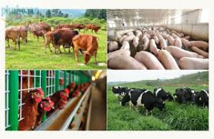 khu vực không được phép chăn nuôi Các khu dân cư hiện hữu, khu dân cư theo quy hoạch, khu vực phát triển đô thị đã được xác định, định hướng trong các hồ sơ quy hoạch được cấp có thẩm quyền phê duyệt