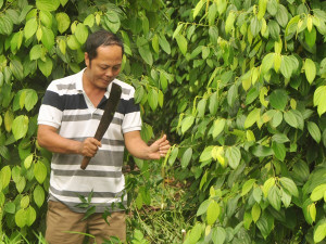 Nông dân kể chuyện “trồng tiêu theo hướng hữu cơ”