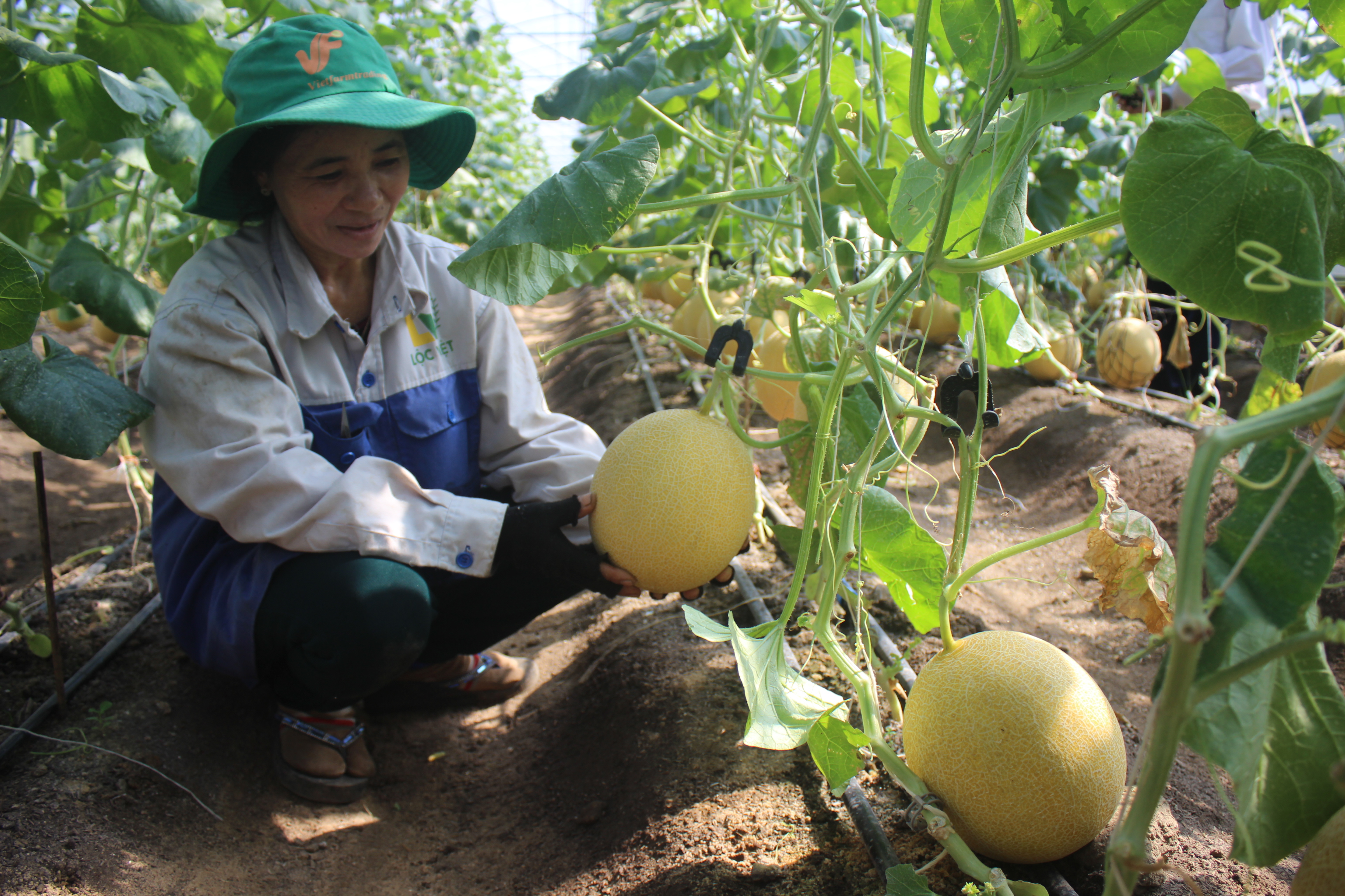 7. Làm sản phẩm OCOP hữu cơ, công nghệ cao (H1).JPG