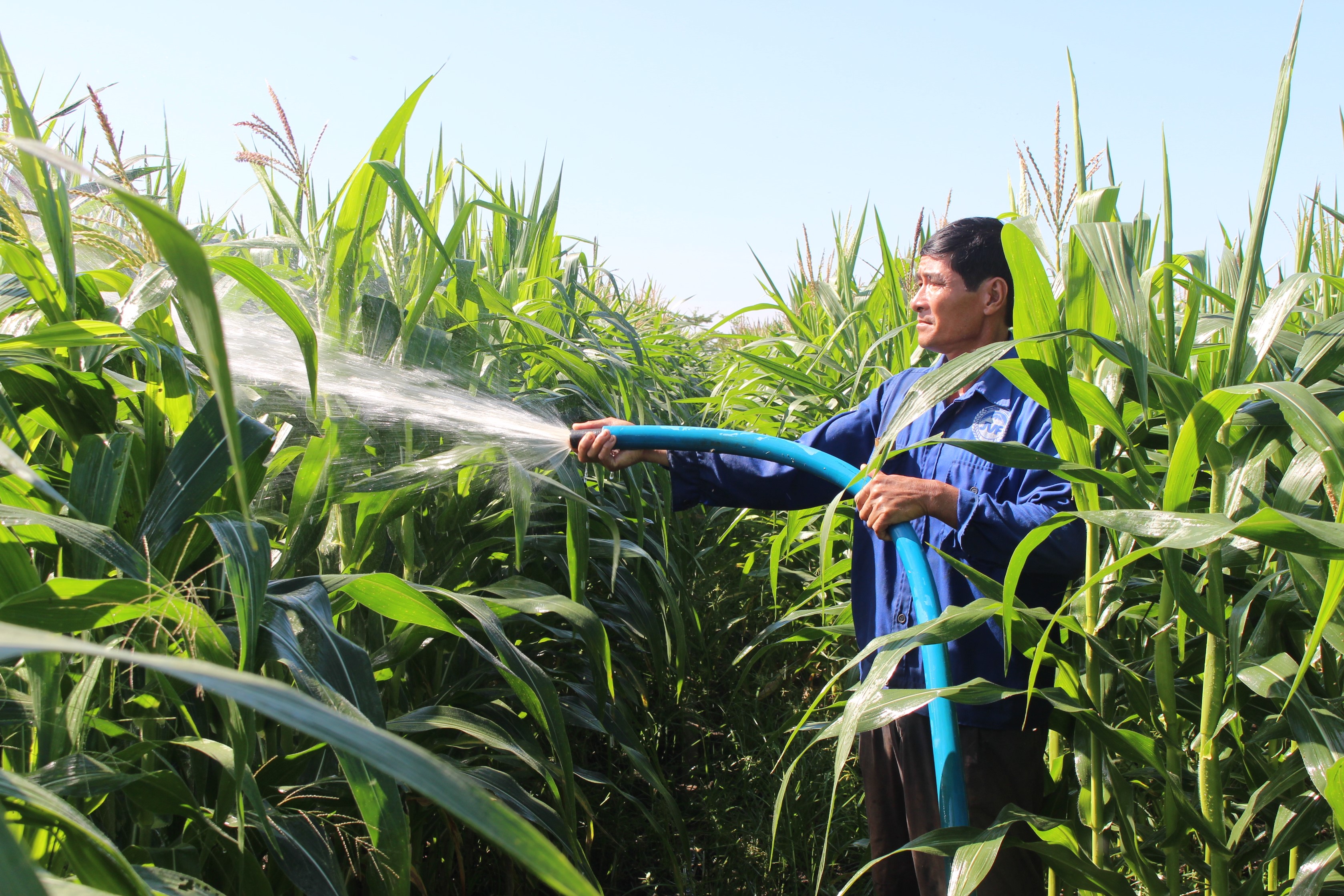 16.04-Hình 1 Chủ động nước tưới.jpg