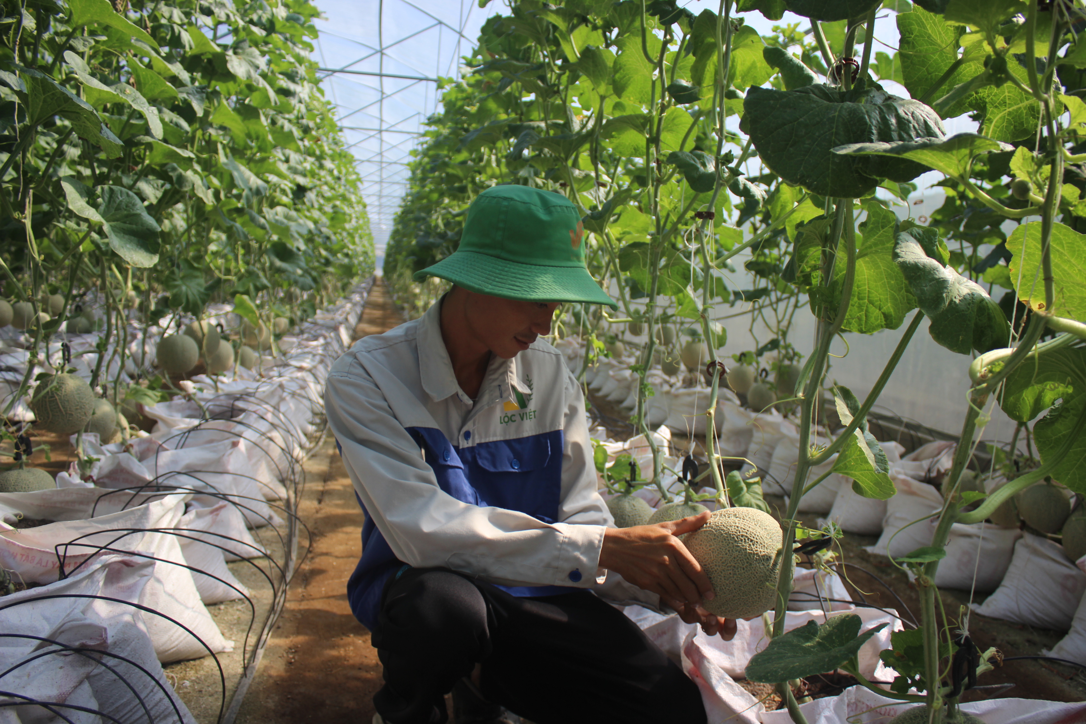 17.04-H2 OCOP ĐN.JPG