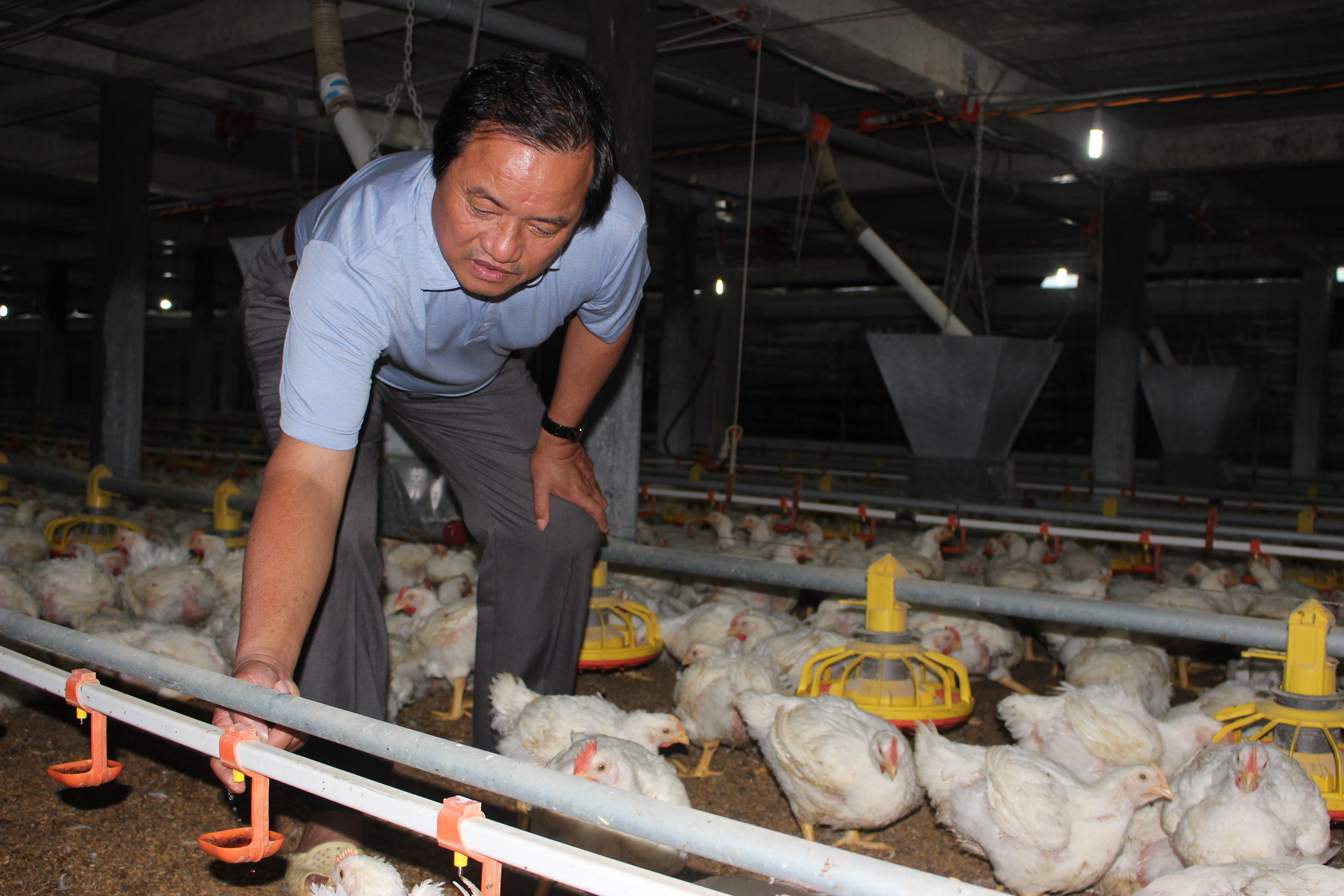 17.04-HTX nuôi gà XK.JPG