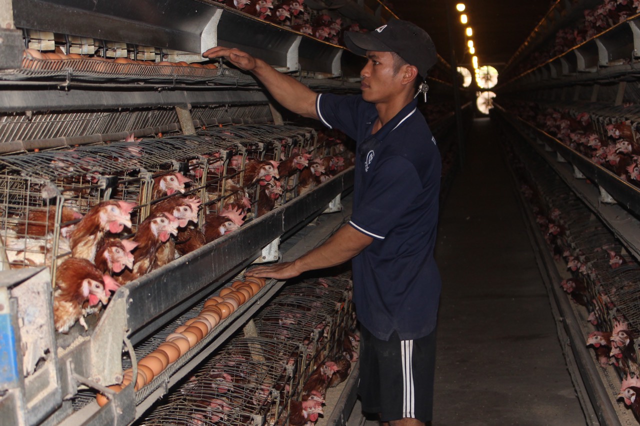 10.6 H3 Đưa công nghệ vào chăn nuôi.jpg