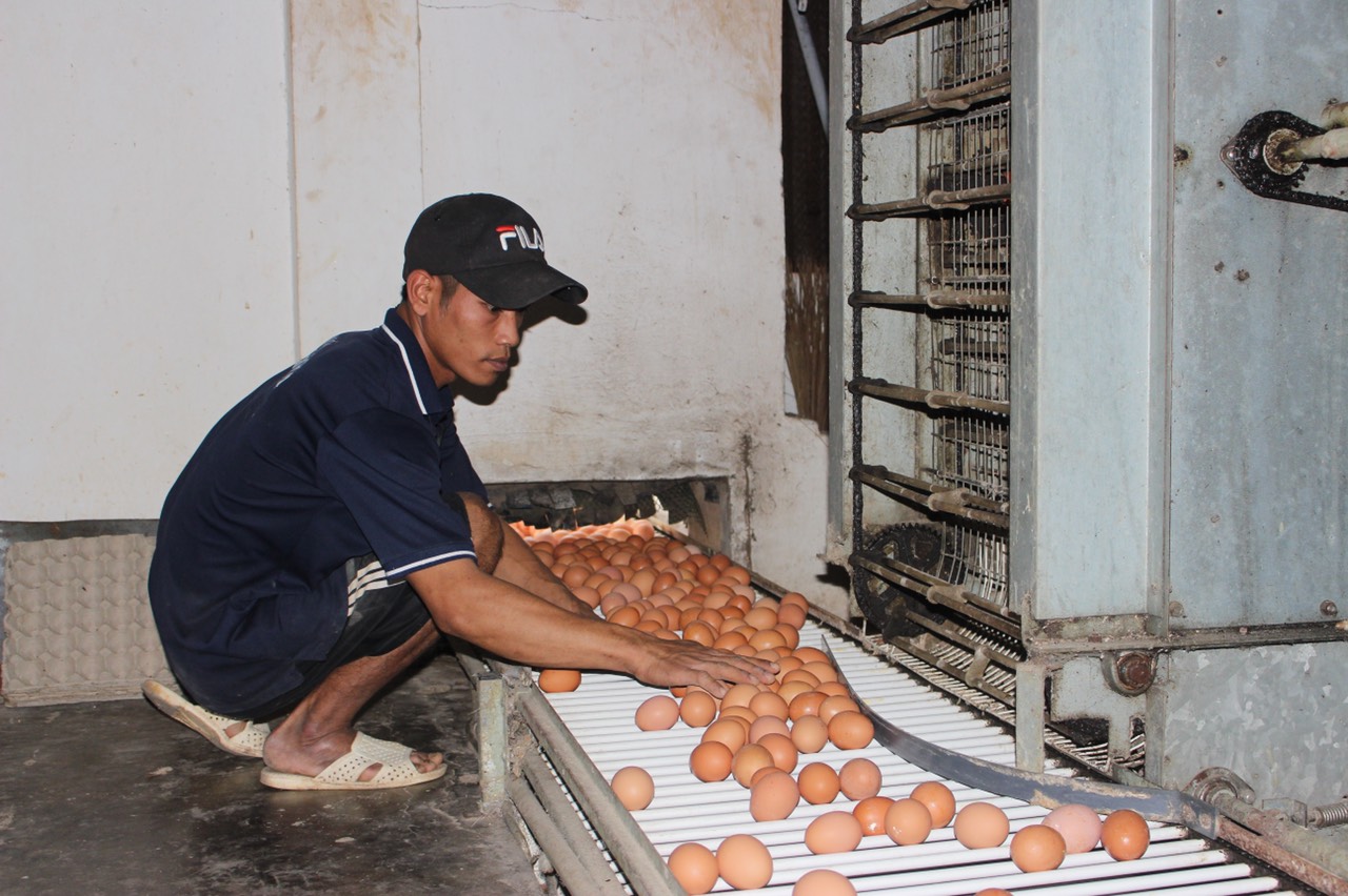 10.6 -H2 Đưa công nghệ vào chăn nuôi.jpg