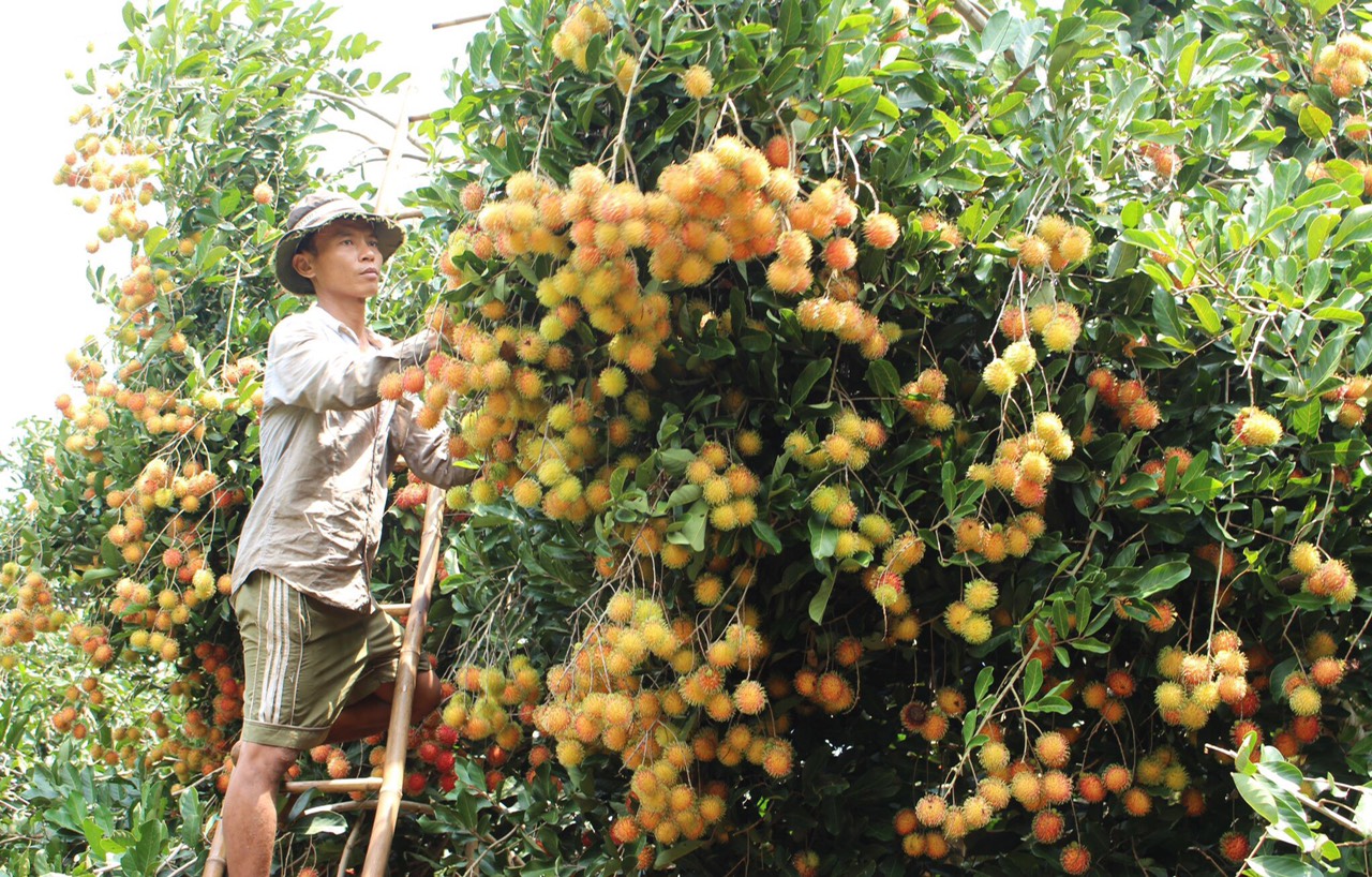 12.6 H2 Trái cây hè khó khăn về đầu ra.jpg