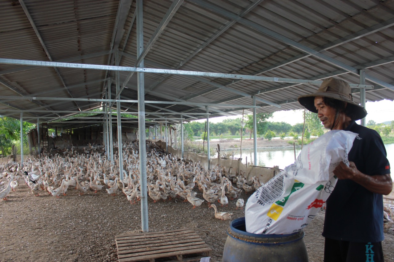 3.7-H1 Chăn nuôi gia cầm dần khởi sắc.jpg
