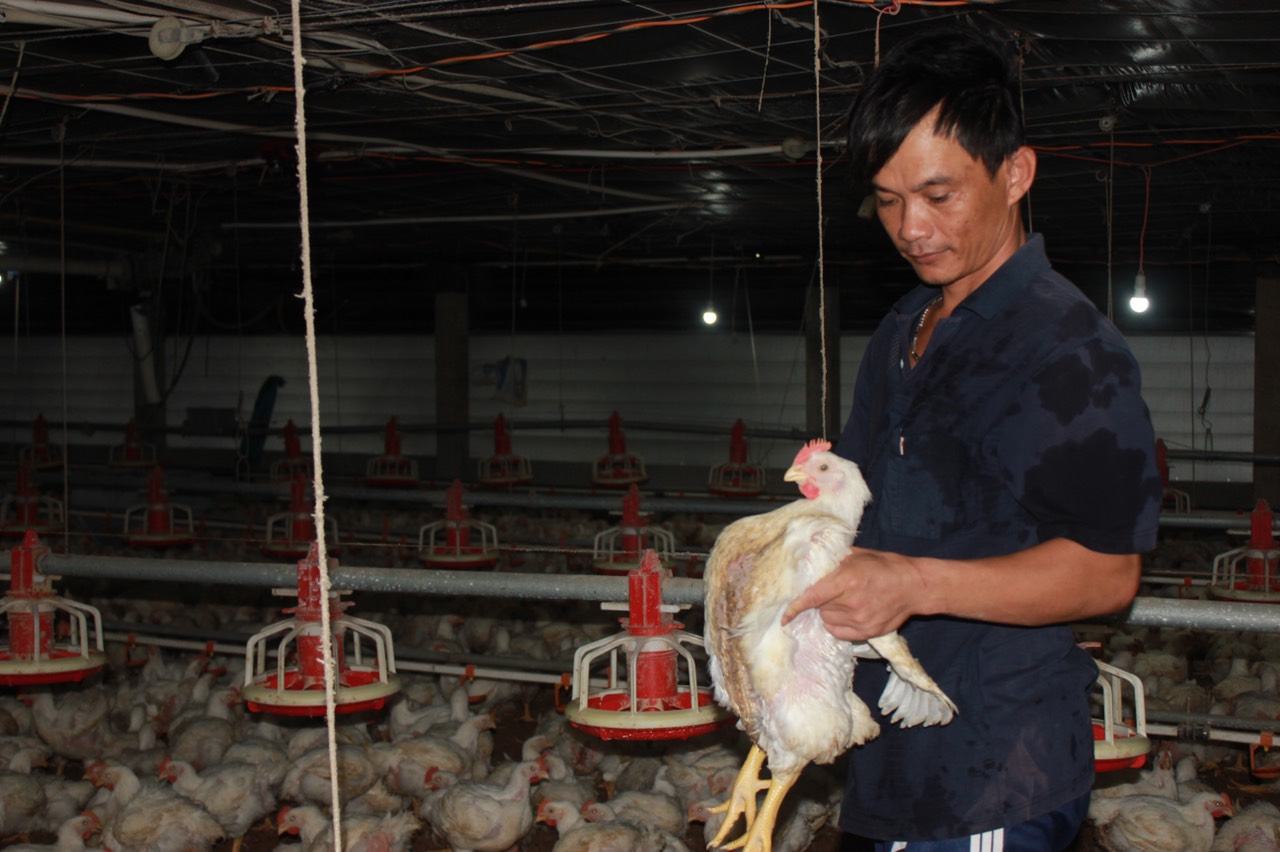 3.7-H2 Chăn nuôi gia cầm dần khởi sắc.jpg