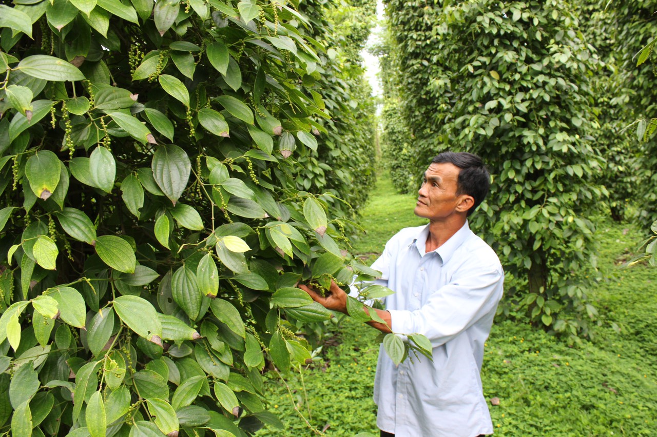 15.7-H1 Cơ hội tăng xuất khẩu nông sản vào EU.jpg