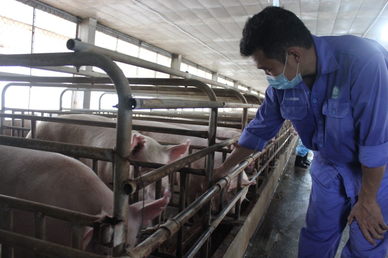 21.7-H1.1 Chăn nuôi heo đối mặt nhiều thách thức.jpg