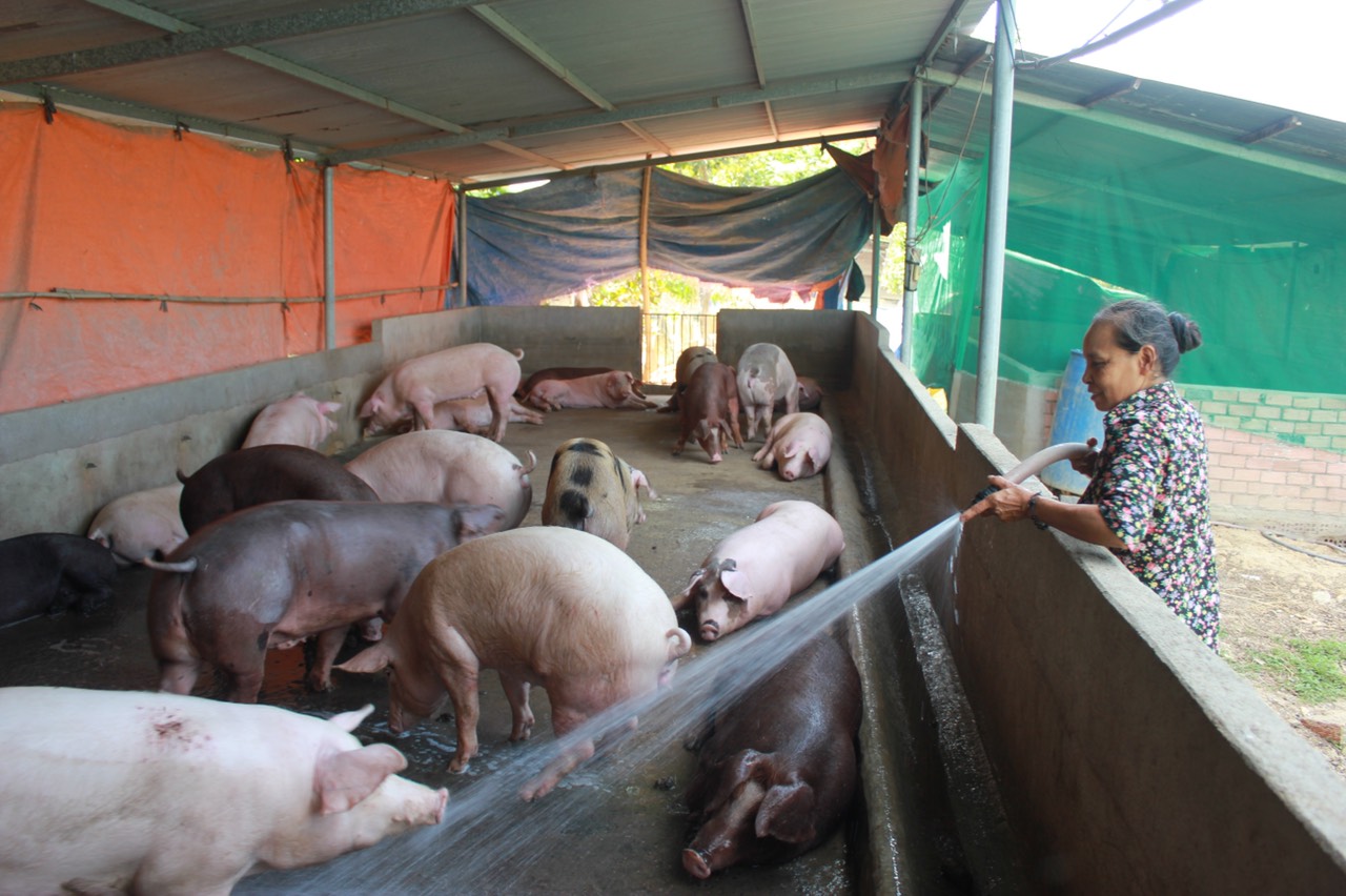 21.7-H2 Chăn nuôi heo đối mặt nhiều thách thức.jpg