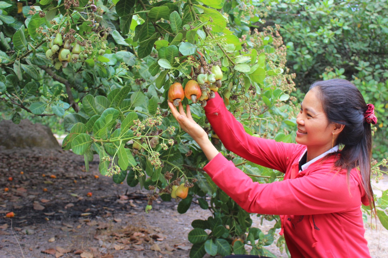 28.7-H1 Vùng chuyên canh vẫn khó sản xuất lớn.jpg