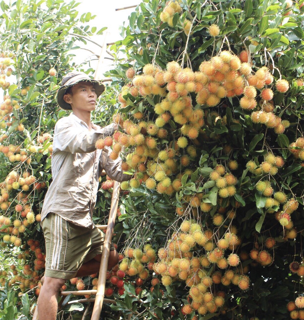 28.7- H2 Vùng chuyên canh vẫn khó sản xuất lớn.jpg