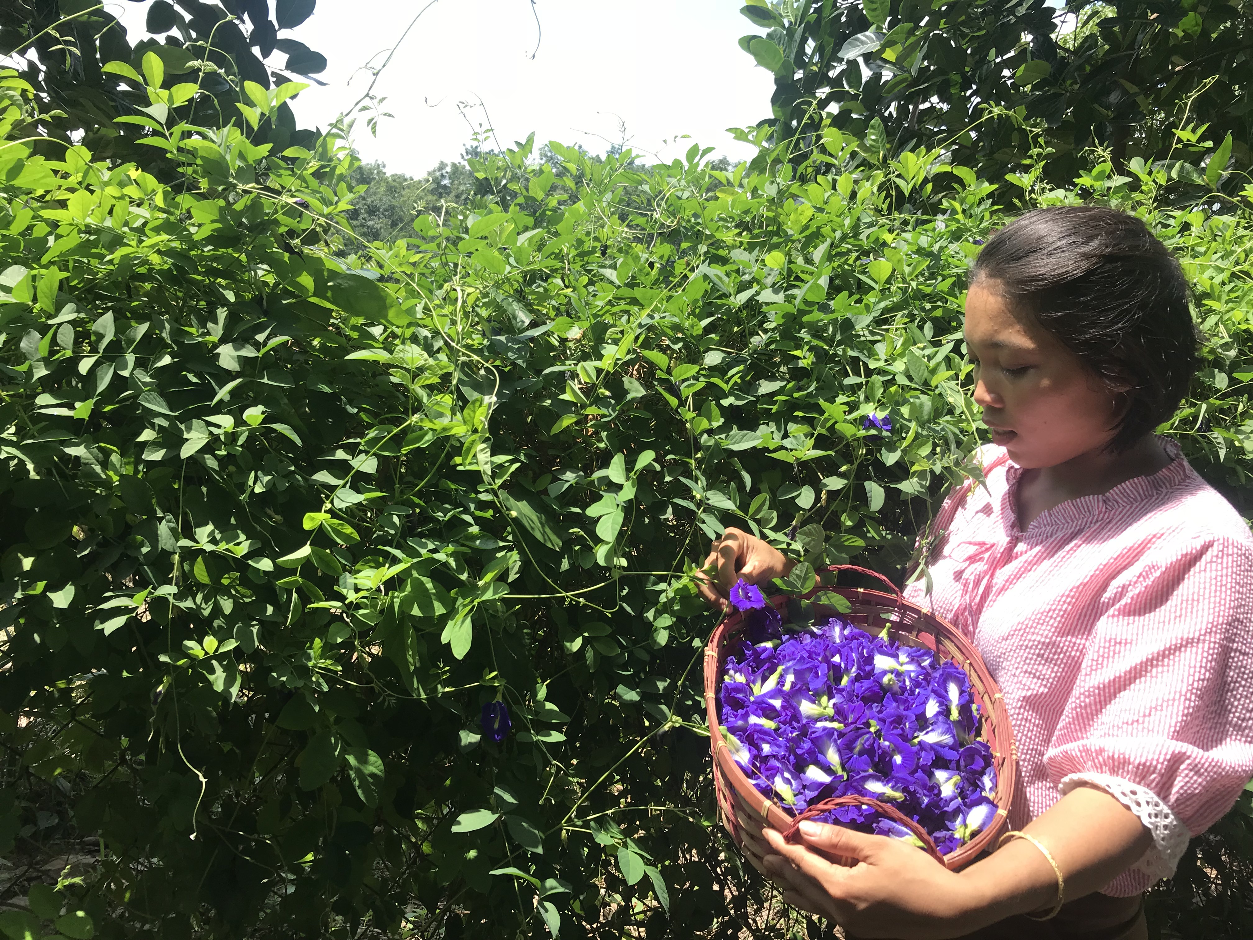 21.10-H4 Làm sản phẩm handmade từ thảo dược.jpeg